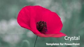  Presentation with anzac - PPT layouts having wild poppies - remembrance day anzac background and a gray colored foreground
