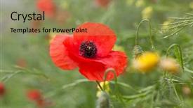  Presentation with anzac - Audience pleasing slide deck consisting of wild poppies - remembrance day anzac backdrop and a seafoam green colored foreground