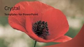  Presentation with anzac day - Presentation design having wild poppies - remembrance day anzac background and a red colored foreground