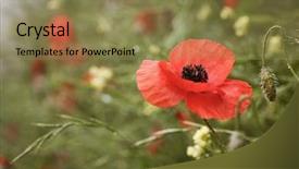  Presentation with anzac - Audience pleasing presentation theme consisting of wild poppies - remembrance day anzac backdrop and a coral colored foreground