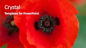  Presentation with anzac - Presentation featuring wild poppies - remembrance day anzac background and a crimson colored foreground