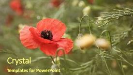  Presentation with anzac - Slide deck enhanced with wild poppies - remembrance day anzac background and a tawny brown colored foreground