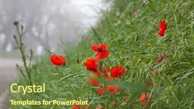  Presentation with anzac - Amazing PPT theme having wild poppies - remembrance day anzac backdrop and a tawny brown colored foreground