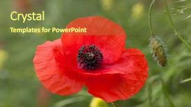  Presentation with anzac - Beautiful PPT theme featuring wild poppies - remembrance day anzac backdrop and a tawny brown colored foreground