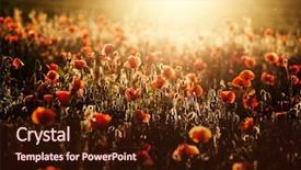  Presentation with poppy - Presentation design featuring wild poppy field - armistice day background and a wine colored foreground