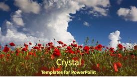  Presentation with poppy - Presentation theme consisting of wild poppy field - armistice day background and a tawny brown colored foreground
