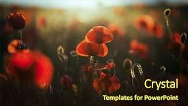  Presentation with field - Presentation with wild poppy field - armistice background and a wine colored foreground