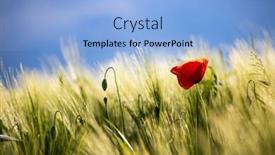  Presentation with wild flower - PPT layouts featuring wild-poppy-flower-close-up background and a light blue colored foreground
