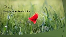  Presentation with wild flower - Cool new presentation with wild-poppy-flower-close-up backdrop and a mint green colored foreground