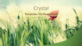  Presentation with wild flower - Presentation theme enhanced with wild-poppy-flower-close-up background and a cream colored foreground