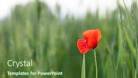  Presentation with wild flower - Amazing PPT theme having wild-poppy-flower-close-up backdrop and a tawny brown colored foreground
