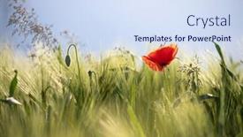  Presentation with wild flower - Beautiful presentation theme featuring wild-poppy-flower-close-up backdrop and a sky blue colored foreground