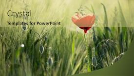  Presentation with wild flower - Cool new presentation theme with wild-poppy-flower-close-up backdrop and a yellow colored foreground