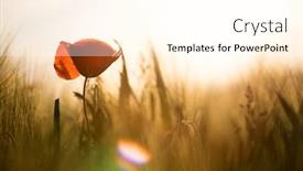  Presentation with wild flower - PPT theme enhanced with wild-poppy-flower-close-up background and a cream colored foreground