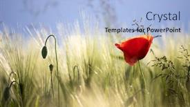 Presentation with wild flower - Amazing slides having wild-poppy-flower-close-up backdrop and a light blue colored foreground