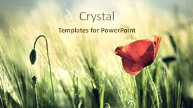  Presentation with wild flower - Colorful slides enhanced with wild-poppy-flower-close-up backdrop and a cream colored foreground