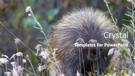  Presentation with summer time - Slide set having wild-porcupine-crossing-the-alaska background and a gray colored foreground