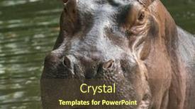  Presentation with zoo - PPT layouts having predator hippo in the zoo background and a tawny brown colored foreground