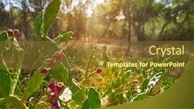  Presentation with pear - Presentation featuring wild prickly pear in nopal plant in mediterranean at parc de turia of valencia background and a tawny brown colored foreground