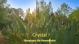  Presentation with pear - Cool new theme with wild prickly pear in nopal plant in mediterranean at parc de turia of valencia backdrop and a tawny brown colored foreground