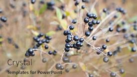  Presentation with wild flower in field of daisies - Slides having wild-privet-shrubs-growin background and a coral colored foreground