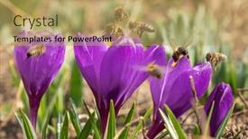  Presentation with purple spring - PPT layouts having wild-purple-crocuses-blooming background and a yellow colored foreground