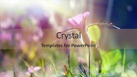  Presentation with wild flower - PPT theme consisting of wild purple flower under the sun beam background and a coral colored foreground