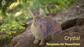  Presentation with rabbit - Audience pleasing PPT theme consisting of scottland yard - wild rabbit in its burrow backdrop and a tawny brown colored foreground