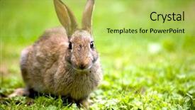  Presentation with rabbit - Presentation theme consisting of wild rabbit in the nature background and a yellow colored foreground