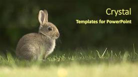  Presentation with dawn - Cool new PPT theme with wild-rabbit-sitting-in-grass backdrop and a wine colored foreground