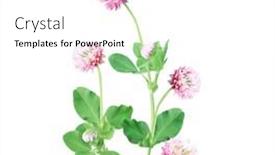  Presentation with wild flower - Colorful PPT theme enhanced with wild-red-clover-trifolium-pratense backdrop and a white colored foreground