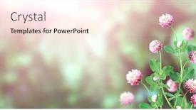  Presentation with red banner - Audience pleasing PPT layouts consisting of wild-red-clover-trifolium-pratense backdrop and a cream colored foreground