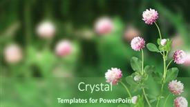  Presentation with clover - Colorful slides enhanced with wild-red-clover-trifolium-pratense backdrop and a tawny brown colored foreground