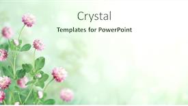  Presentation with clover - Beautiful theme featuring wild-red-clover-trifolium-pratense backdrop and a cream colored foreground