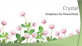  Presentation with wild flower - Presentation design consisting of wild-red-clover-trifolium-pratense background and a white colored foreground