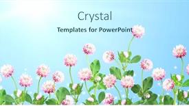  Presentation with red banner - Colorful PPT theme enhanced with wild-red-clover-trifolium-pratense backdrop and a cool aqua colored foreground