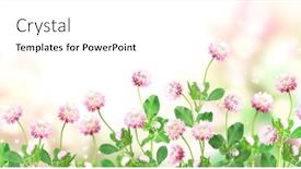  Presentation with red banner - PPT theme enhanced with wild-red-clover-trifolium-pratense background and a white colored foreground