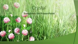  Presentation with red banner - Slide deck enhanced with wild-red-clover-trifolium-pratense background and a mint green colored foreground
