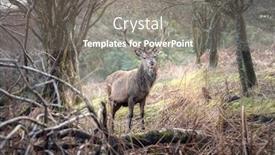  Presentation with deer - Colorful presentation design enhanced with wild-red-deer-stag backdrop and a gray colored foreground