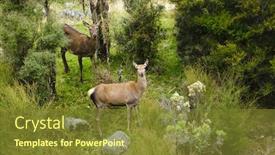  Presentation with deer - Slide set featuring wild red deer in the seaward range of mountains near kaikora south island new zealand background and a tawny brown colored foreground