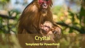  Presentation with monkey - Amazing PPT theme having wild red-faced macaque monkey with a baby in thailand backdrop and a tawny brown colored foreground