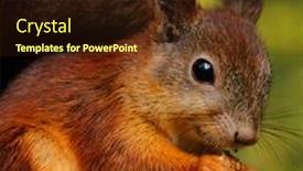  Presentation with village - Theme enhanced with wild-red-fluffy-squirrel background and a wine colored foreground