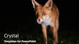  Presentation with fox - Presentation design with wild-red-fox background and a black colored foreground