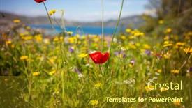  Presentation with poppies - PPT theme featuring wild-red-poppies background and a tawny brown colored foreground