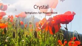  Presentation with poppies - Beautiful presentation design featuring wild red poppies backdrop and a lemonade colored foreground