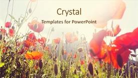  Presentation with poppies - Beautiful PPT theme featuring wild red poppies backdrop and a cream colored foreground
