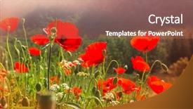  Presentation with poppies - Slide deck consisting of wild red poppies background and a coral colored foreground