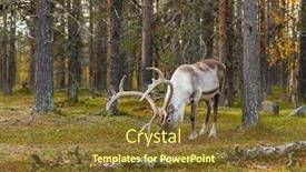  Presentation with pine forest - Amazing theme having wild-reindeer-grazing-in-pine backdrop and a tawny brown colored foreground