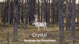  Presentation with finland - Amazing slide deck having wild-reindeer-grazing-in-pine backdrop and a violet colored foreground