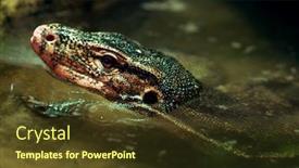  Presentation with reptile - Slides enhanced with wild-reptile-in-the-river background and a tawny brown colored foreground